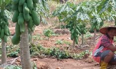 ‎Warga Jatiroto, Wonogiri Nekat Keluarkan Modal Puluhan Juta Untuk Uji Coba Tanam Pepaya dan Buah Semangka di Musim Kemarau.