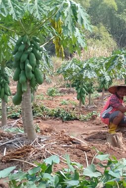 ‎Warga Jatiroto, Wonogiri Nekat Keluarkan Modal Puluhan Juta Untuk Uji Coba Tanam Pepaya dan Buah Semangka di Musim Kemarau.